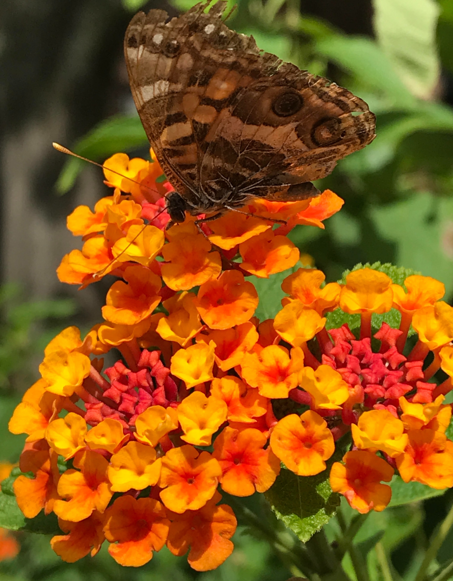 brown butterfly sitting on an orange lantana blossom